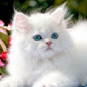 Meet your Posher, Maryellen